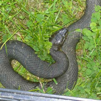 Eastern rat snake